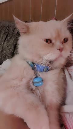 persian cat