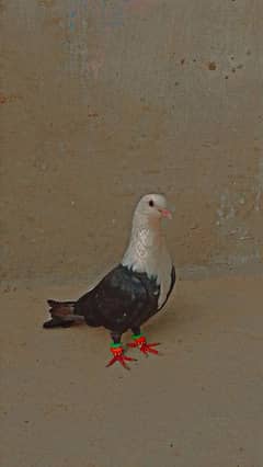Qarbalai