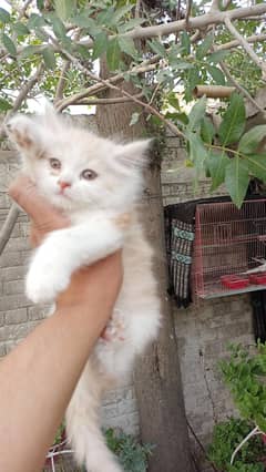 Persian kittens for sale