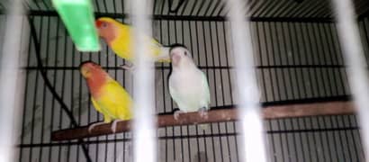 Lovebirds for sell
