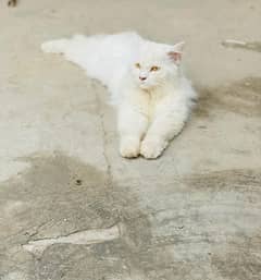 Persian cat female