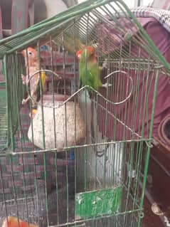 birds