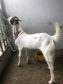 Kamori cross beautiful male for sale