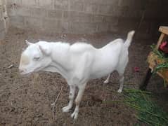 White eyes Gulabi teeda