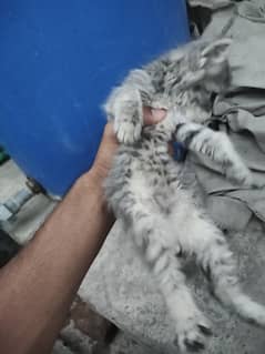 persian cat for sale 1 month baby triple coated