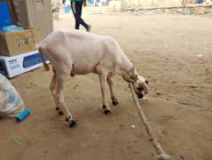 khara mundra dhumba