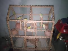 12 parrot urgent sale +cage