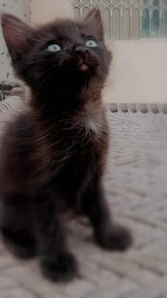 Kittens