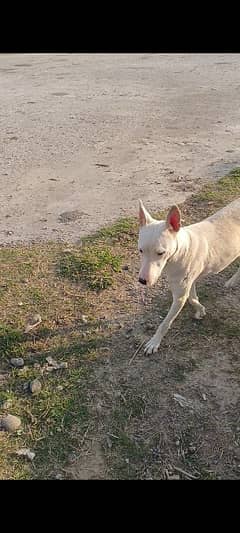 gultia female sale exchange with German