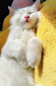 Persian Triple coat