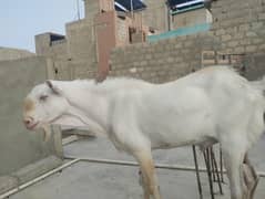 White Eyes Gulabi Teeda