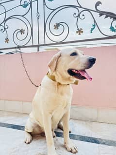 Labrador Breeder pair