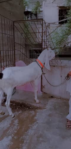 pure gulabi bakri