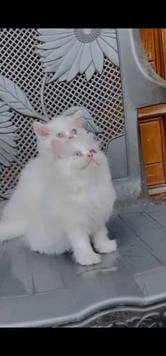blue eyes white Persian kitten|Triple long coat |WhatsApp. 03250387943
