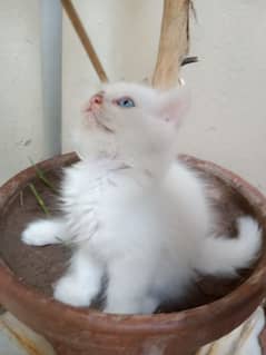 kitten for sale