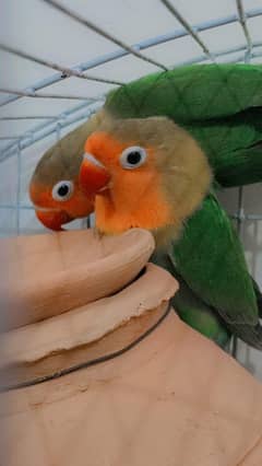 love birds with Cage
