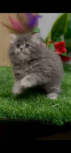 blue eyes white Persian kitten|Triple long coat |WhatsApp. 03250387943