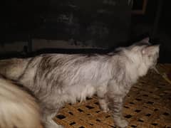 Persian Male For Sale