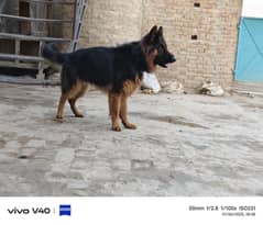 Urgently sale German male quality seeker