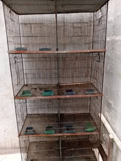 budgies