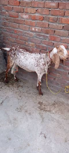 Goat for sale with one female kid