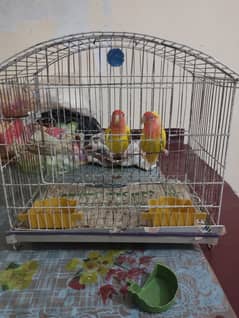 love bird breeder pair