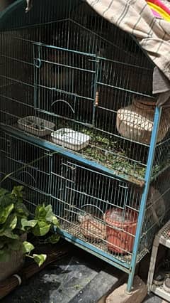 Cage with birds