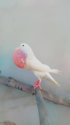 Norwich Pure White Young Fertile Male