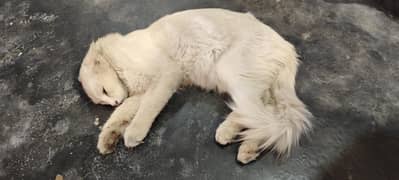 persian cat male
