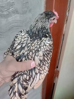 Silver
