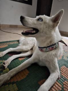 siberian white husky blue eye female