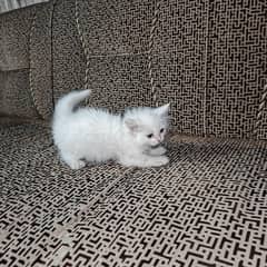Persian Kittens for Sale