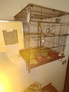 Cocktail breeder pair