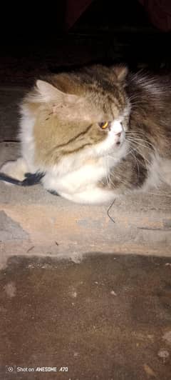 punch face cat