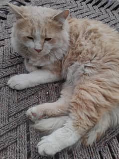 Perisan cat @ cat @ kitten @ golden @ Siamese @ perisan