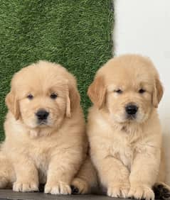 Golden