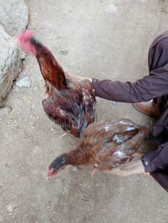 Aseel