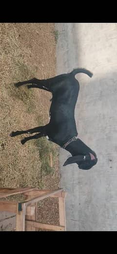 Beetle Amratsarii Bakra 39 inches height kheera bacha, Final price