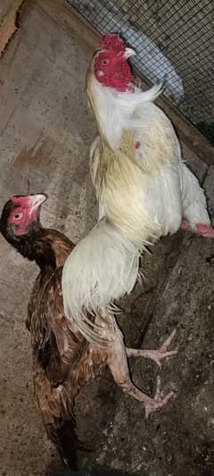 Two Aseel Pair For Sale