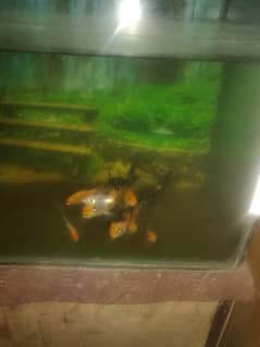 fish koi n subankin