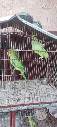 Ringneck parrot total 7