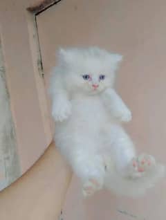 Persian cat My WhatsApp number 03290364327 for sale