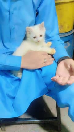 Persian kittens saimi punch for sale