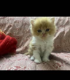 PerSian Punch Face And Picky Face Kittens