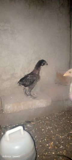 Sindhi