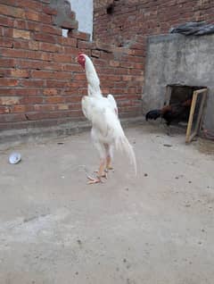 Shamo