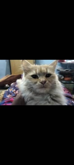 Persian