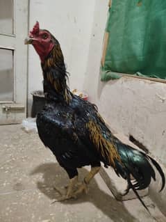 All hens for sale price in description urgent sall