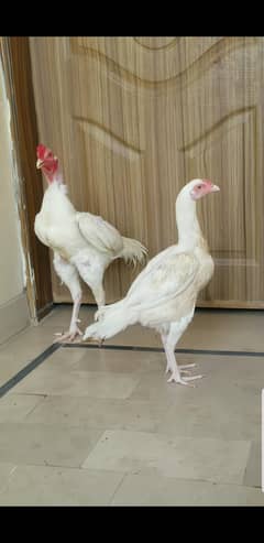 Aseel Heera Pair 03100024337