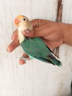 aseel pair java love bird fakta